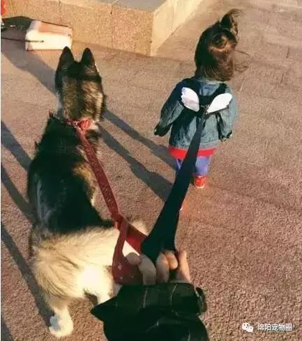 怎么养哈士奇养得比较大,养哈士奇怎么养得好