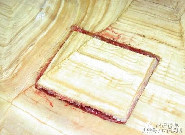 苏卡达陆龟乌龟卡脖子,苏卡达陆龟下颚裂开