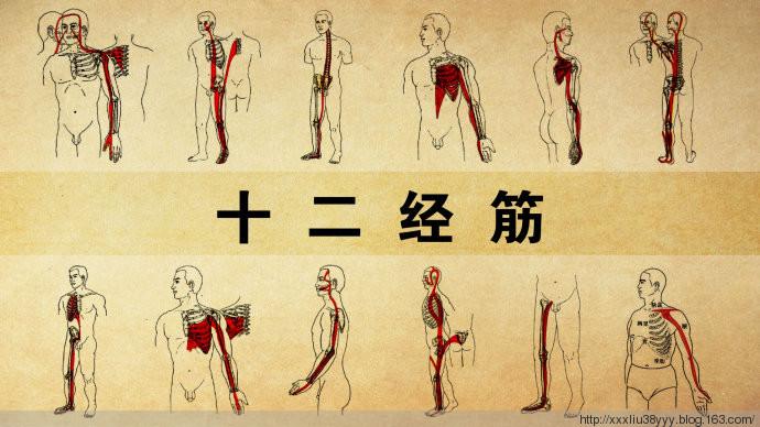 十二经筋的特点,十二经筋有什么筋和什么筋之分