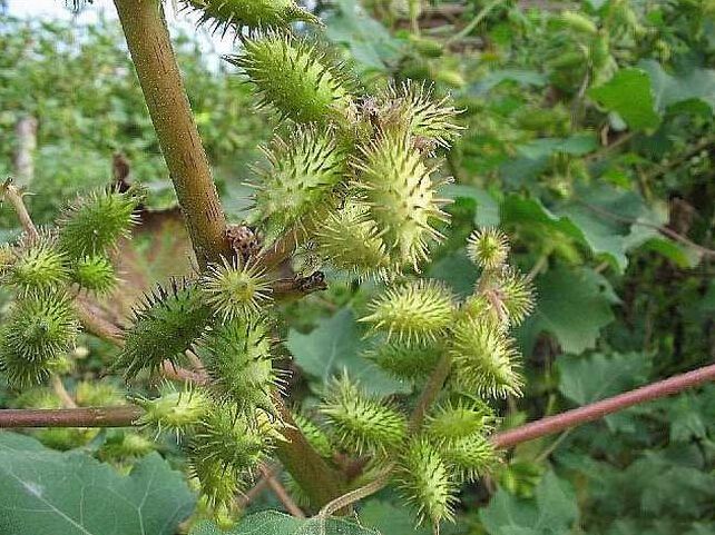 身边常见的中草药功效大全,常见中草药排名及功效