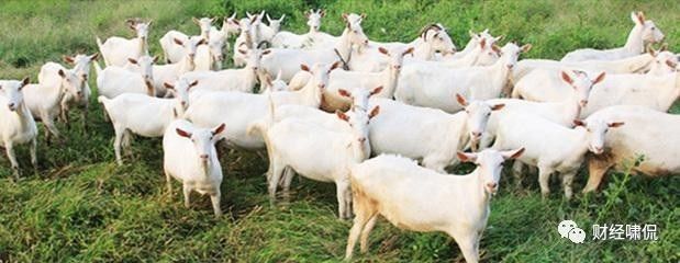 何必迷信进口?坚持使用陕西羊奶源美羚、和氏、智冠依然大卖