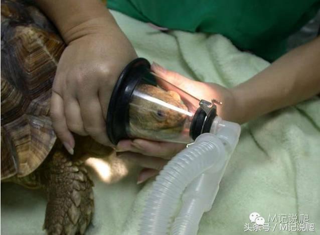 苏卡达陆龟乌龟卡脖子,苏卡达陆龟下颚裂开