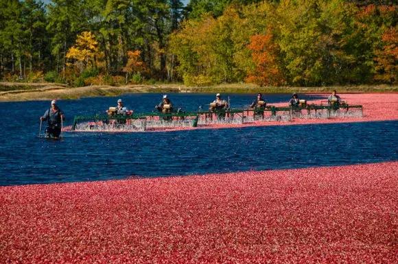 蔓越莓背后的神秘传说,她是个有故事的水果