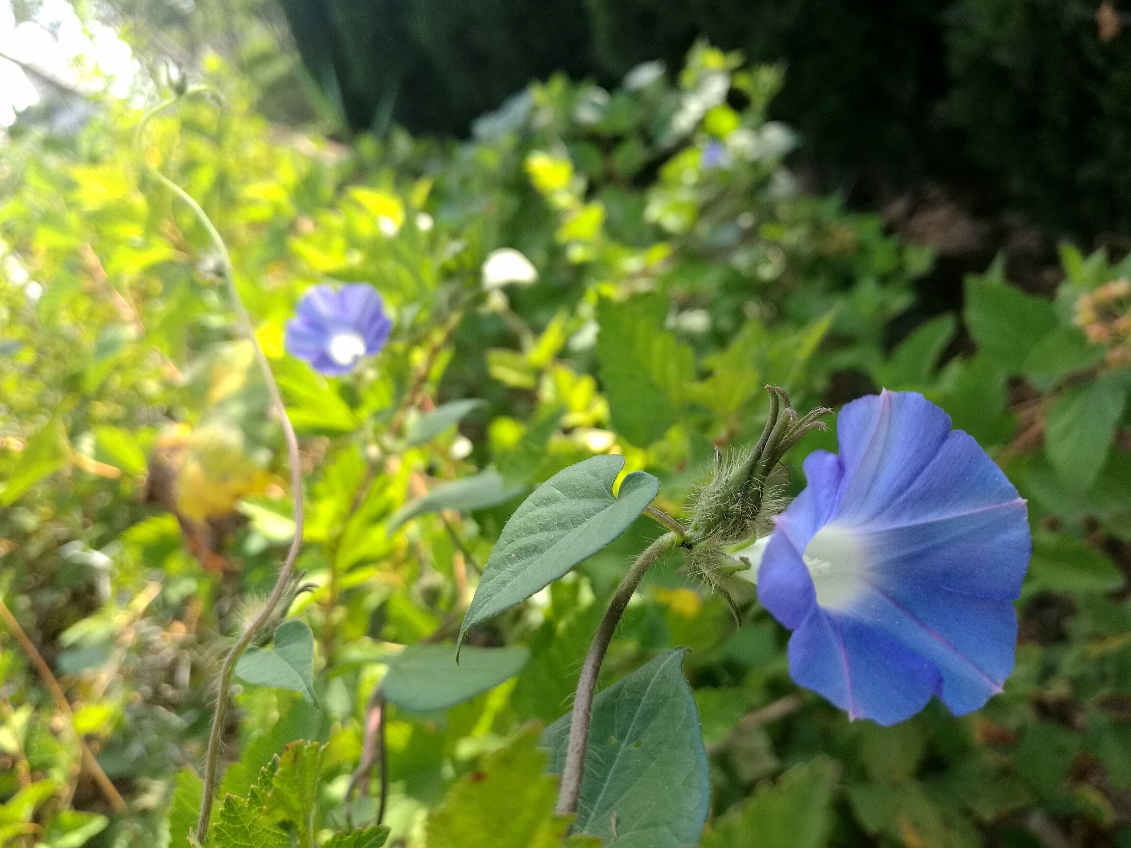 牵牛花有什么神奇之处,随处可见的牵牛花