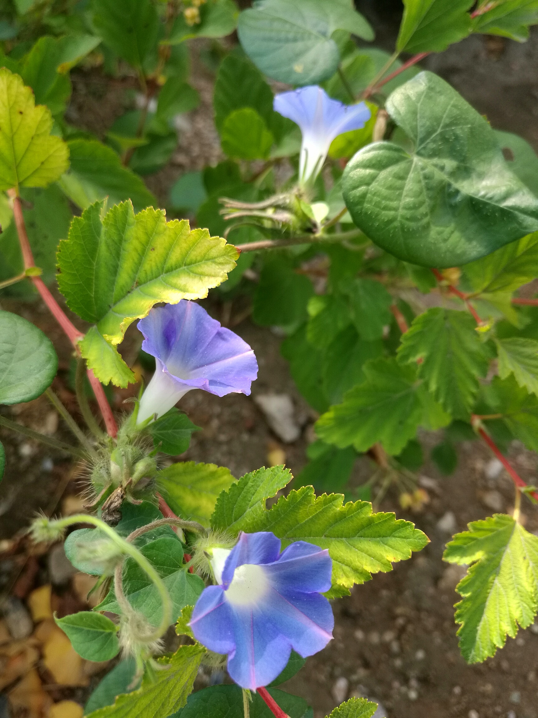 牵牛花有什么神奇之处,随处可见的牵牛花