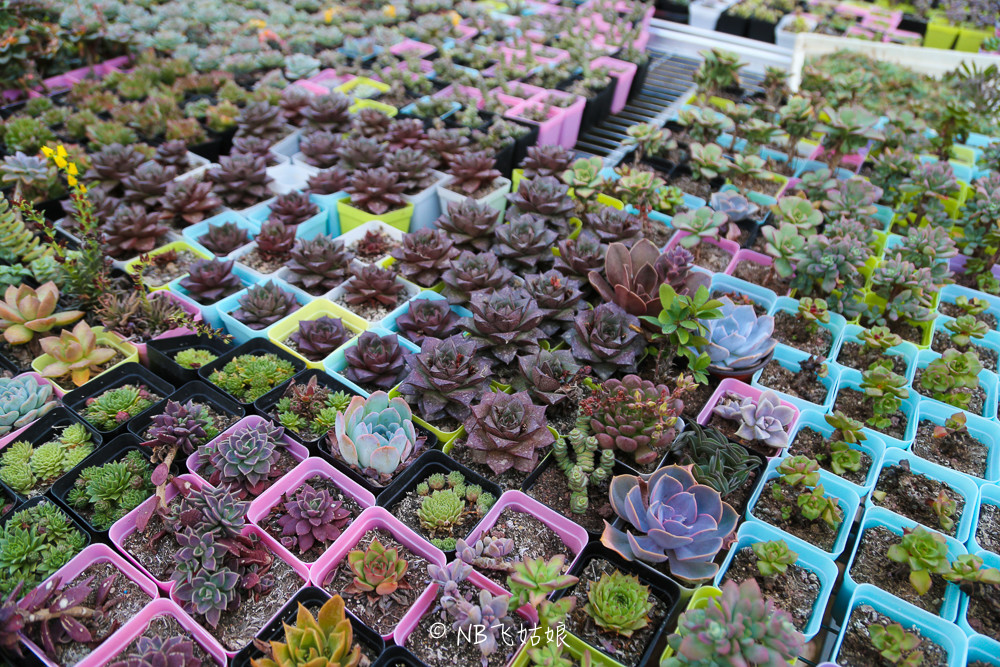 南通适合亲子游玩的园区,南通绿博园旁边游玩的地方