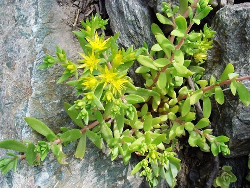 身边常见的中草药功效大全,常见中草药排名及功效