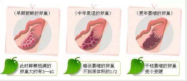 35岁女性不排卵怎么办,年纪偏大的女性调理卵巢功能如何