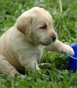 拉布拉多被卖给狗贩子哭了,捡到一只拉布拉多犬却又后悔了