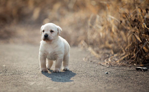 拉布拉多被卖给狗贩子哭了,捡到一只拉布拉多犬却又后悔了
