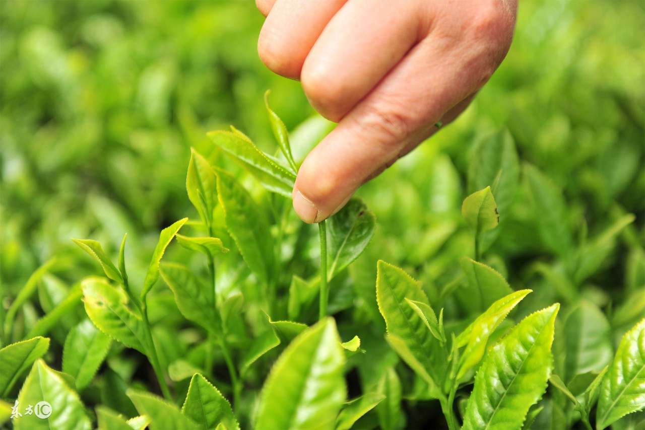 铁观音茶叶功效,降脂茶叶的功效