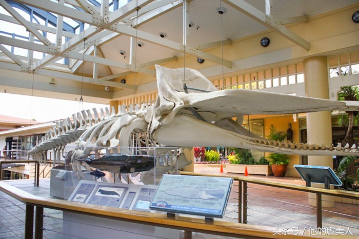 夏威夷旅游及购物攻略视频讲解,夏威夷购物必去十大地点