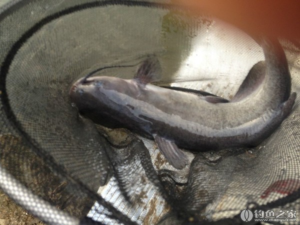 探钓野生鱼视频,探钓野生水库