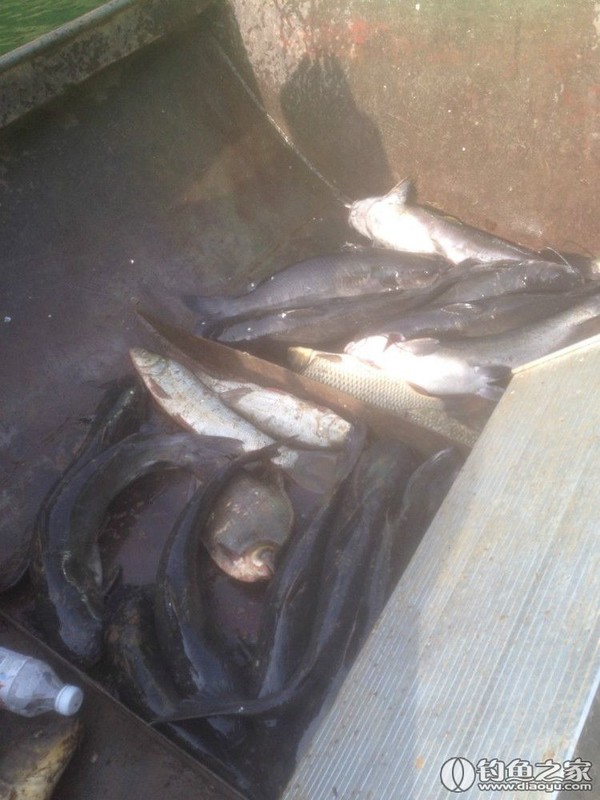 探钓野生鱼视频,探钓野生水库