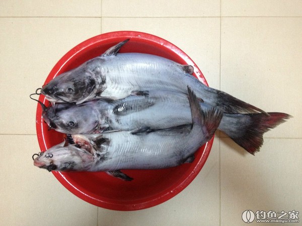 探钓野生鱼视频,探钓野生水库