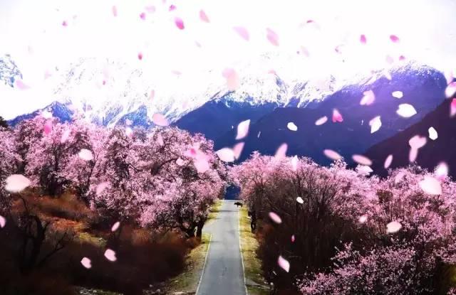 西藏林芝行一路风景如画,林芝最美小镇