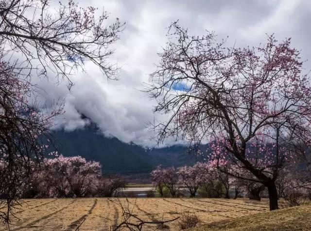 西藏林芝行一路风景如画,林芝最美小镇