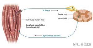 高尔夫挥杆定点手腕的角度,高尔夫挥杆右手角度解析