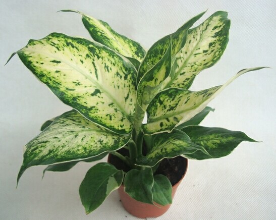 室内养殖蕨类植物有危害吗,什么植物放在室内可以净化空气