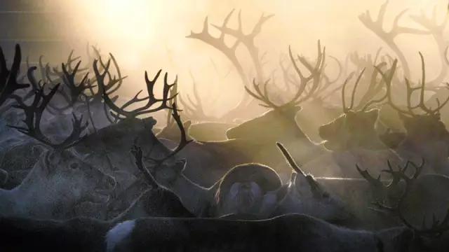 看动物的地方推荐,看动物去哪里的动物园最好