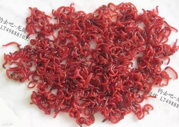 喂鱼的红虫买回来怎么保存下来,红虫钓鱼怎么保存不死