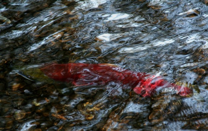 逆流而上,加拿大威化溪三文鱼洄游之旅