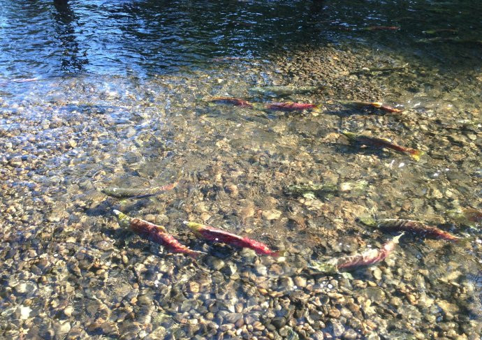 逆流而上,加拿大威化溪三文鱼洄游之旅