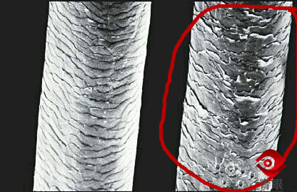 洗发水中哪些成分有危害,洗发水里最好不要含哪些成分