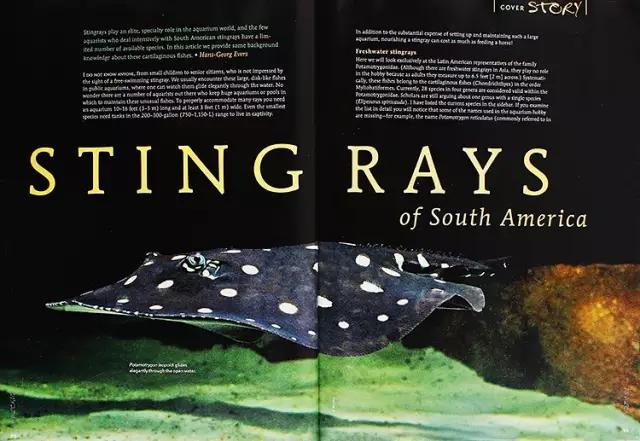 原生魟鱼,魟鱼原生态生活