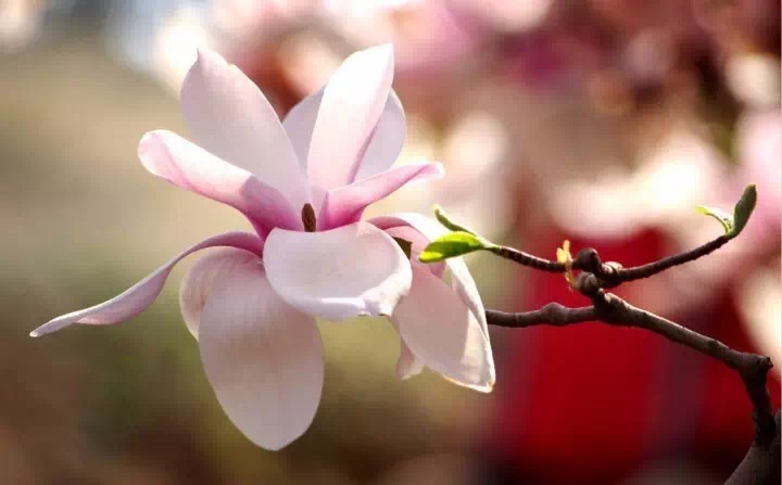 十里春风赏花季,你的朋友圈配词准备好了吗?