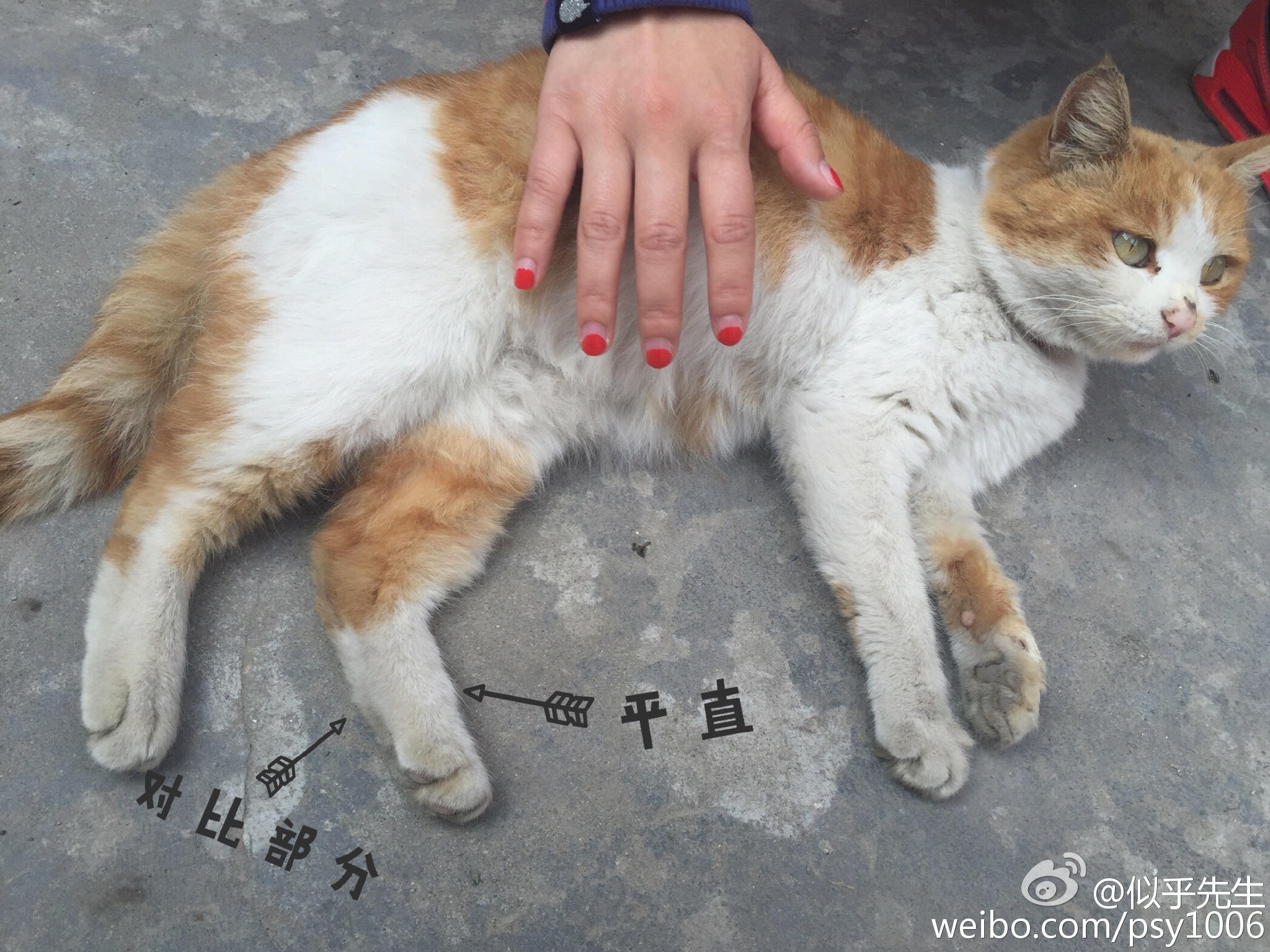 鎶樿姳鏈垫姌铦磋澏,鎶樿姳