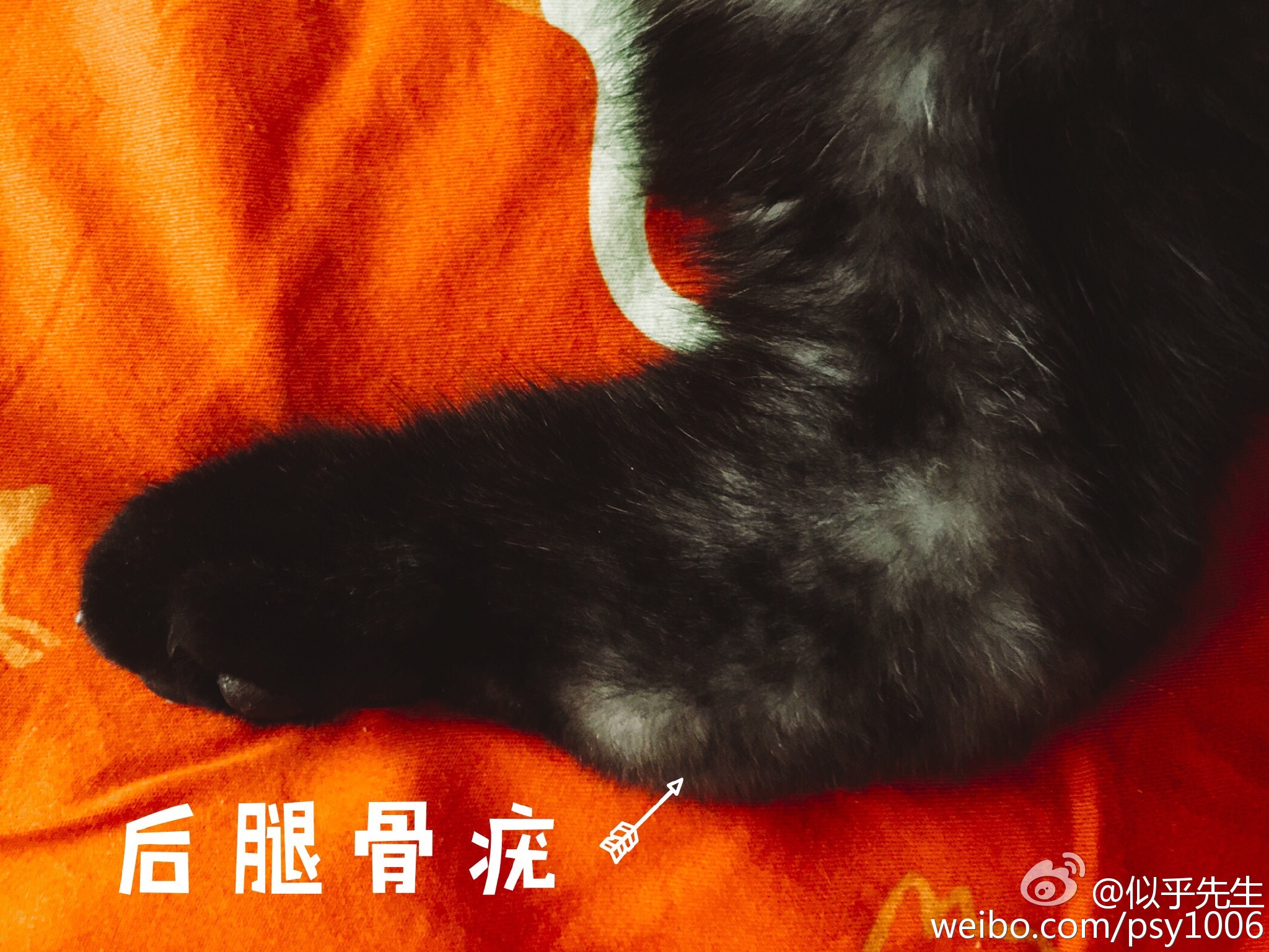 鎶樿姳鏈垫姌铦磋澏,鎶樿姳