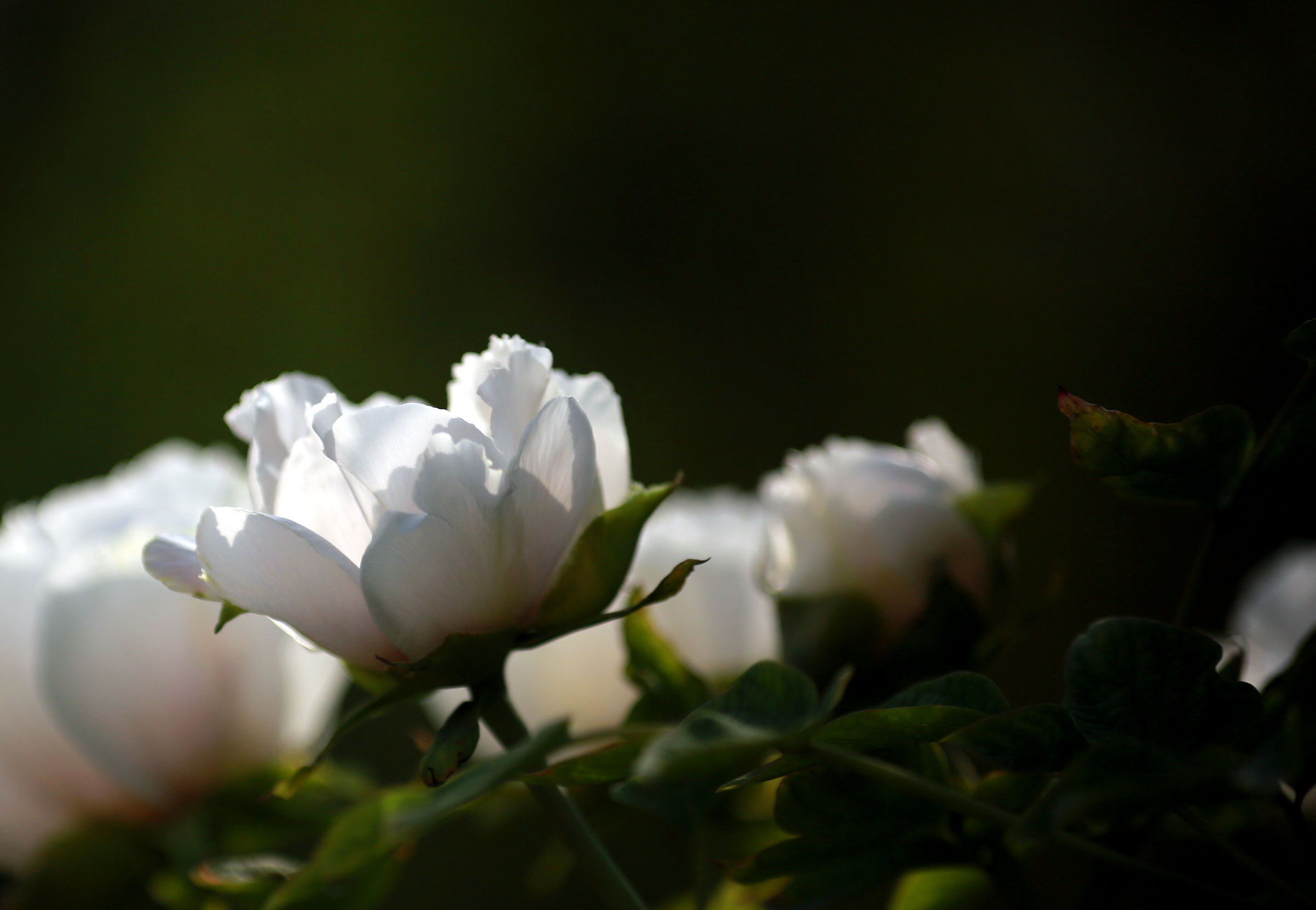 洛阳龙门牡丹园最美牡丹,洛阳国家牡丹园最独特的牡丹