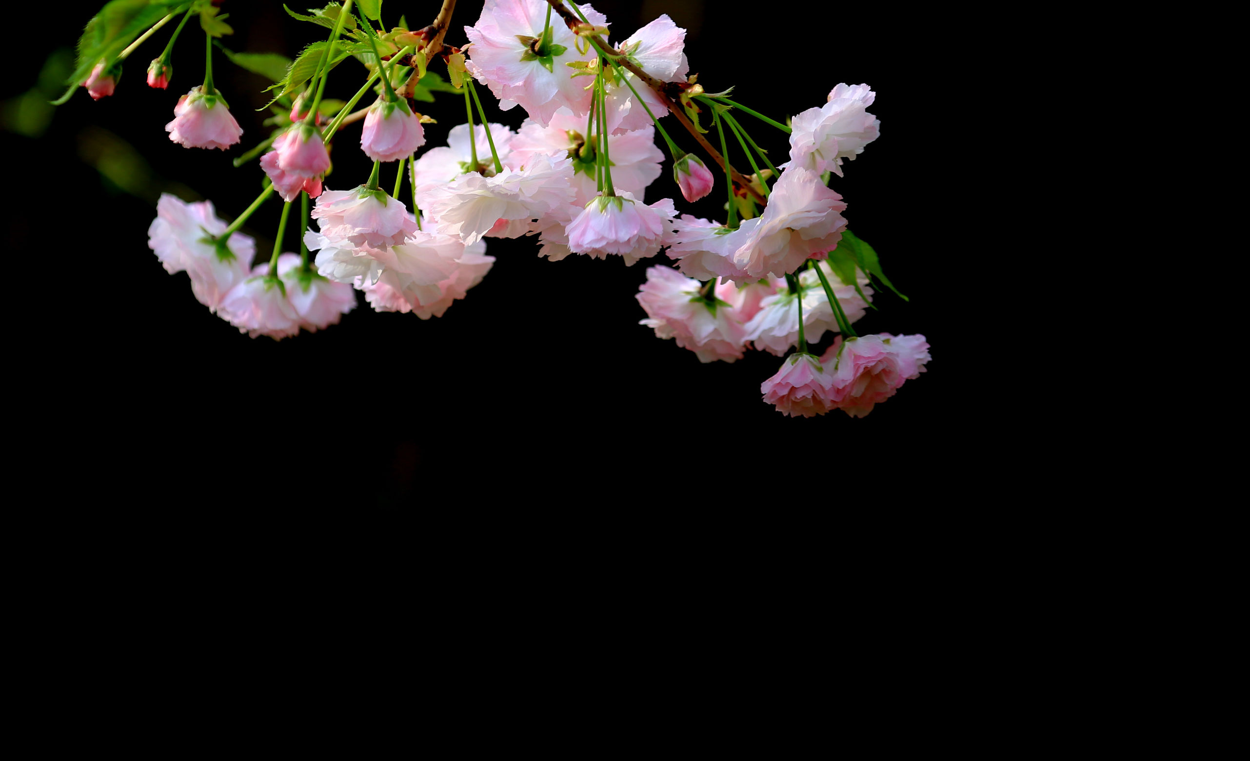 洛阳龙门牡丹园最美牡丹,洛阳国家牡丹园最独特的牡丹