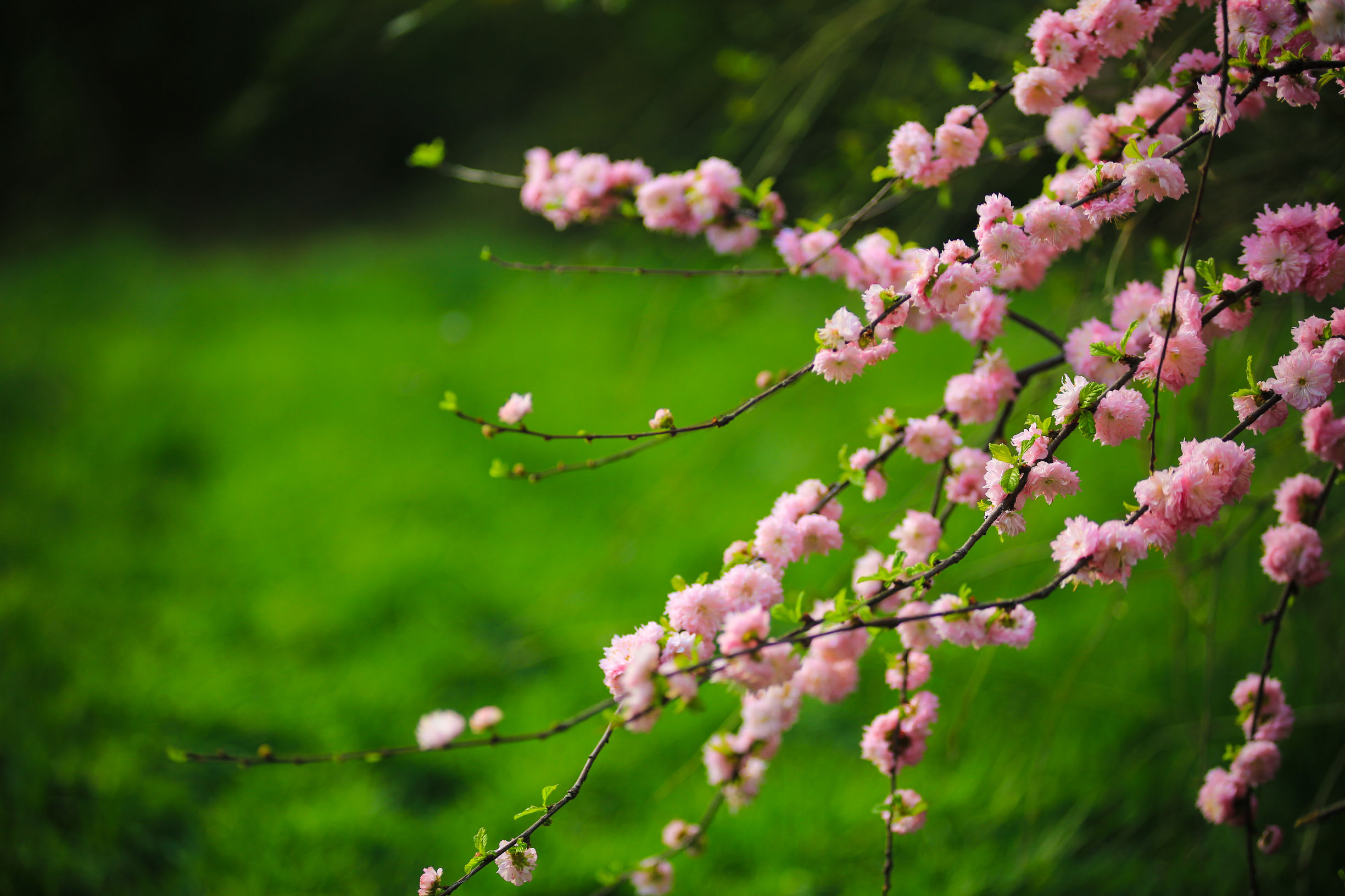 洛阳龙门牡丹园最美牡丹,洛阳国家牡丹园最独特的牡丹