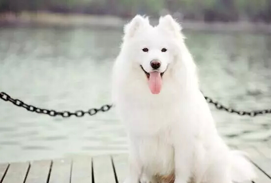 萨摩耶该怎么养才合适呢,萨摩耶该怎么养