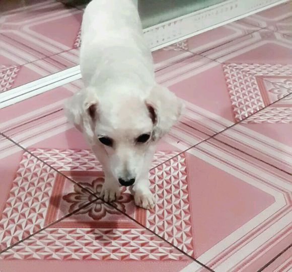 一天要出差，捡回的狗可怜巴巴望着我，竟做出的让我震惊的举动！