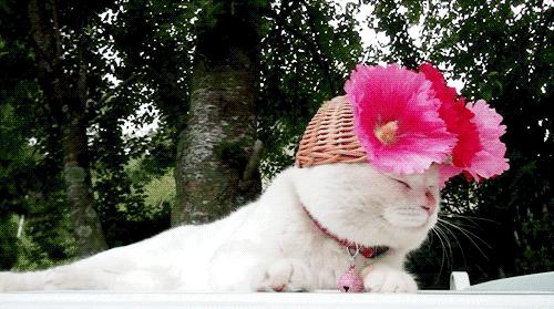 进击吧单身汪！不化妆的素人一学就会的心机桃花妆（附视频步骤）