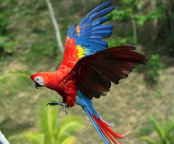 鹦鹉防御中暑有啥方法,喂鹦鹉怎么预防鹦鹉热