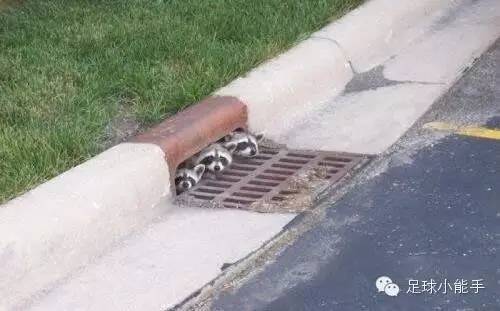 欧洲杯西班牙巴萨对阵曼联,欧冠淘汰赛皇马对决利物浦切尔西