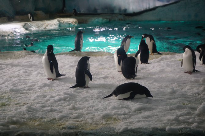 珠海长隆海洋王国2天1夜游玩攻略,最新珠海长隆海洋王国旅游攻略