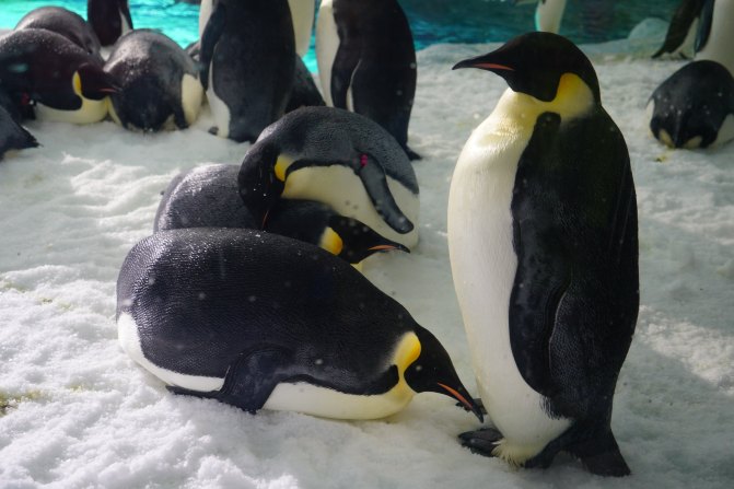 珠海长隆海洋王国2天1夜游玩攻略,最新珠海长隆海洋王国旅游攻略