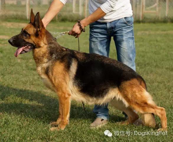 德牧怀孕期间怎么喂养比较好,德牧怀孕期间喂养什么食物