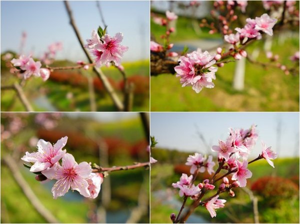 太湖舒畅之旅:乐享田园生活