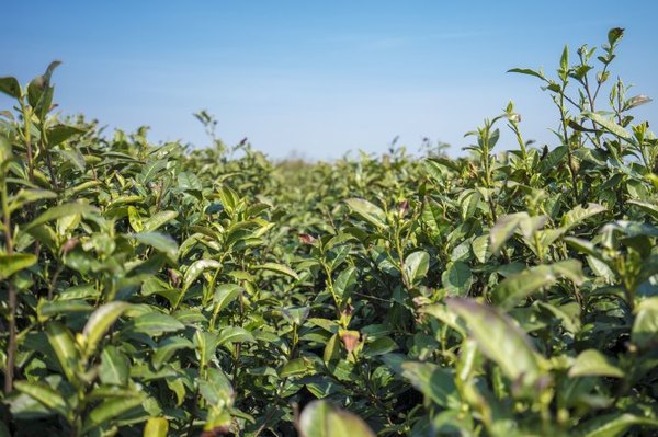 太湖舒畅之旅:乐享田园生活