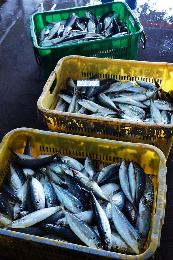 潮汕巴浪鱼和福建巴浪鱼的区别,巴浪鱼是不是淡水鱼