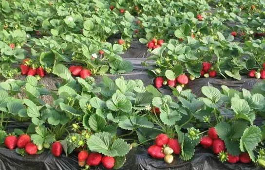 又到草莓时节,天津采摘草莓好又便宜的地方