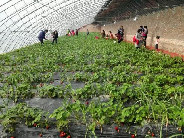 又到草莓时节,天津采摘草莓好又便宜的地方