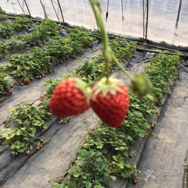 又到草莓时节,天津采摘草莓好又便宜的地方