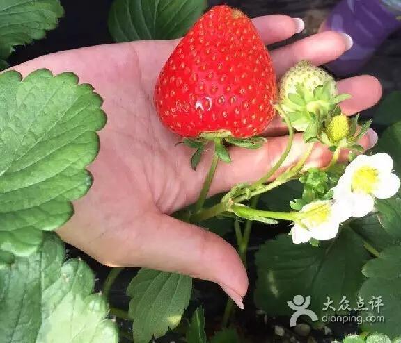 又到草莓时节,天津采摘草莓好又便宜的地方